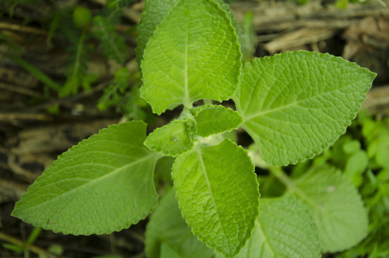 Oregano, leaves, green — How Do I Get TRT? Follow Simple Steps to Begin Treatment