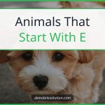 Animals That Start With E