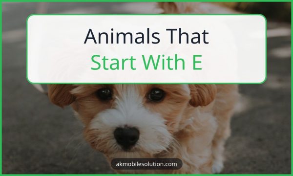 Animals That Start With E: Names & Description