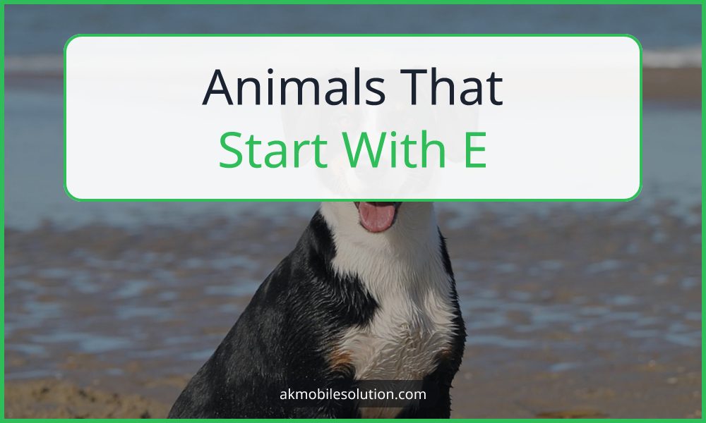 Animals That Start With E