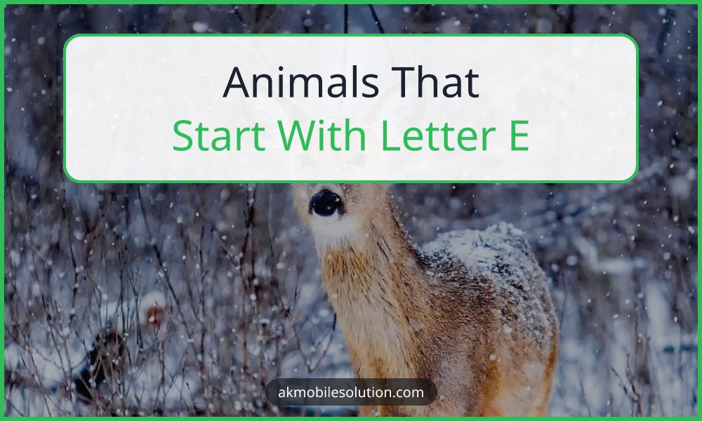 Animals That Start With Letter E